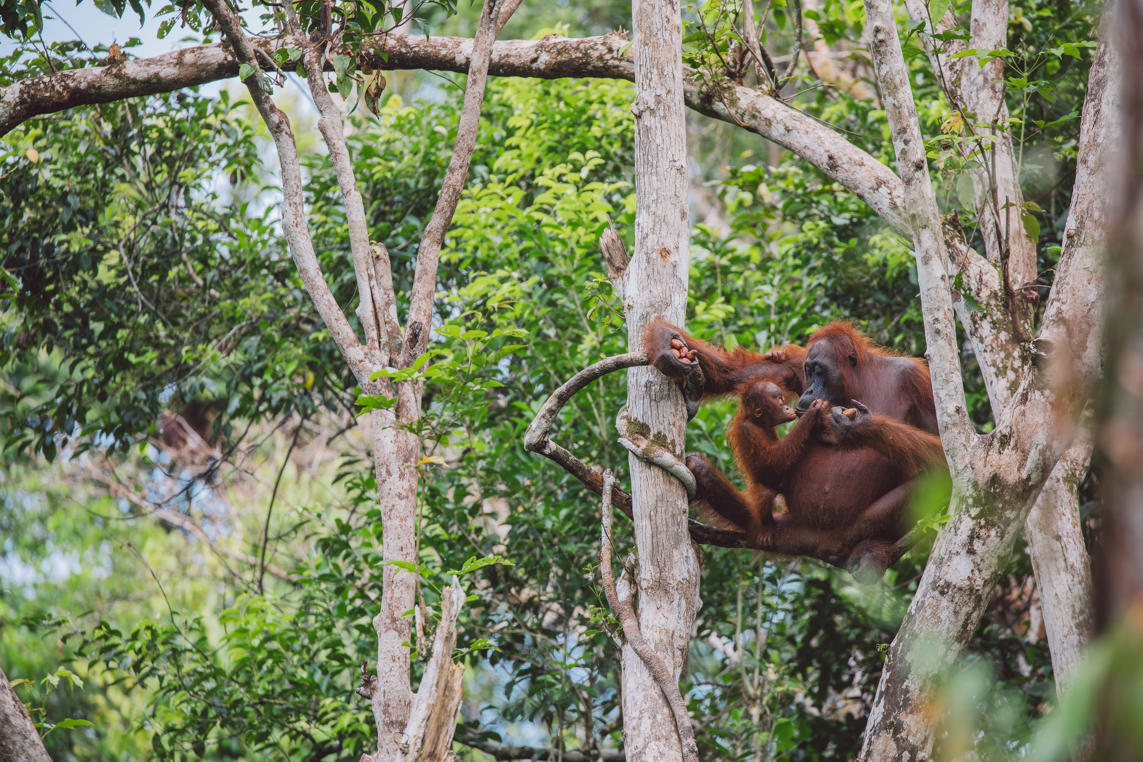 An Ape That Shares Almost All Our Story