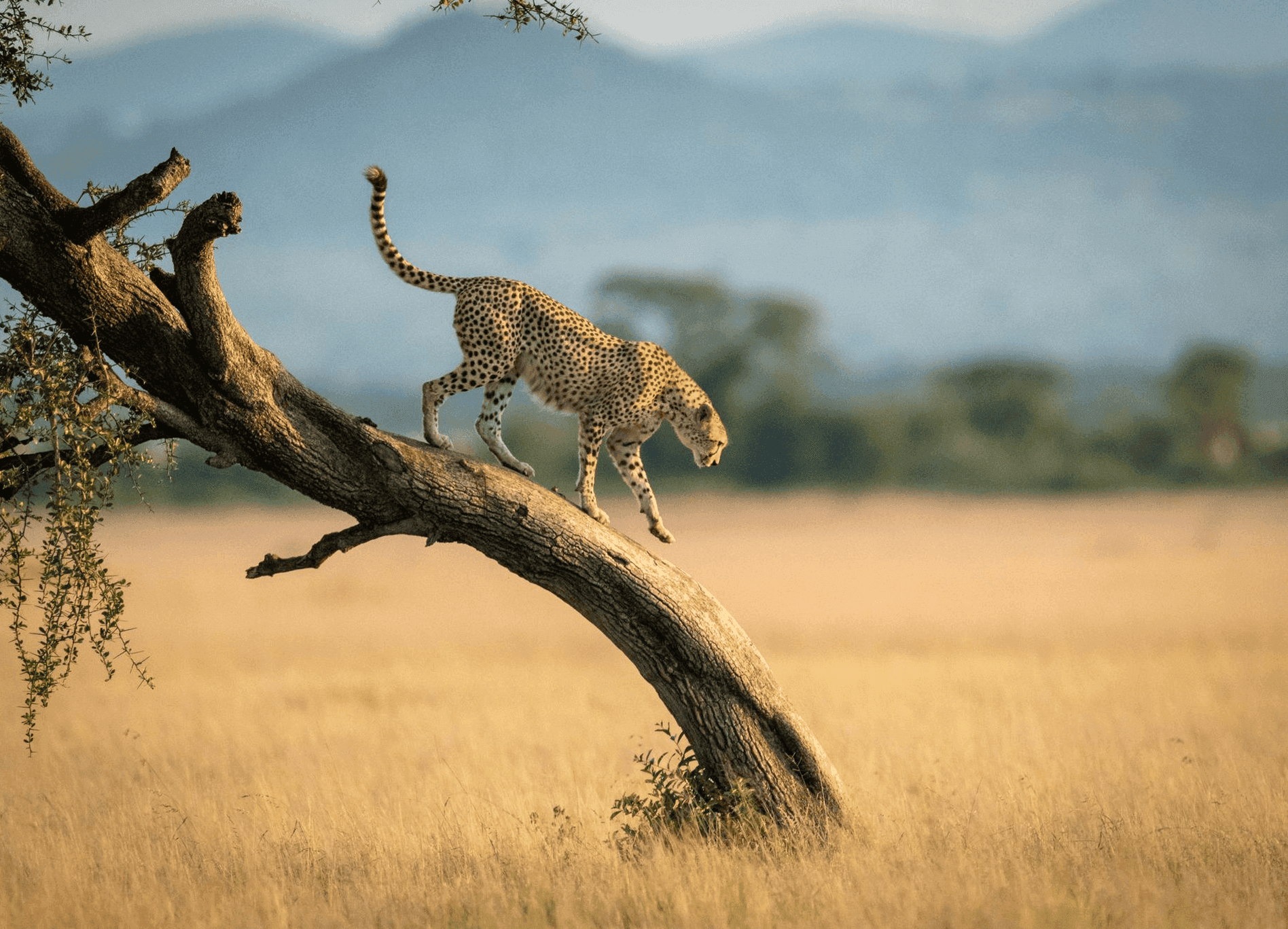 Botswana, Africa's Quietest Safari Country.