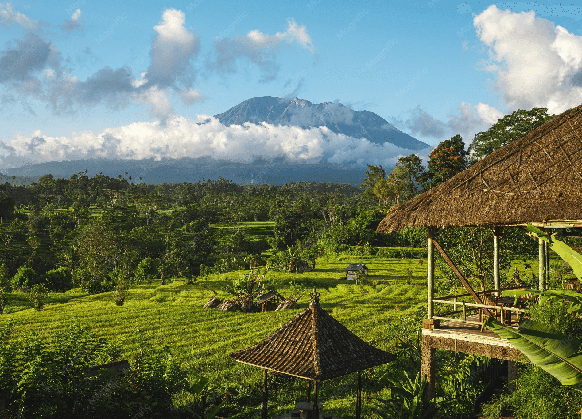 Congo, Where the Rainforest Still Runs the Country