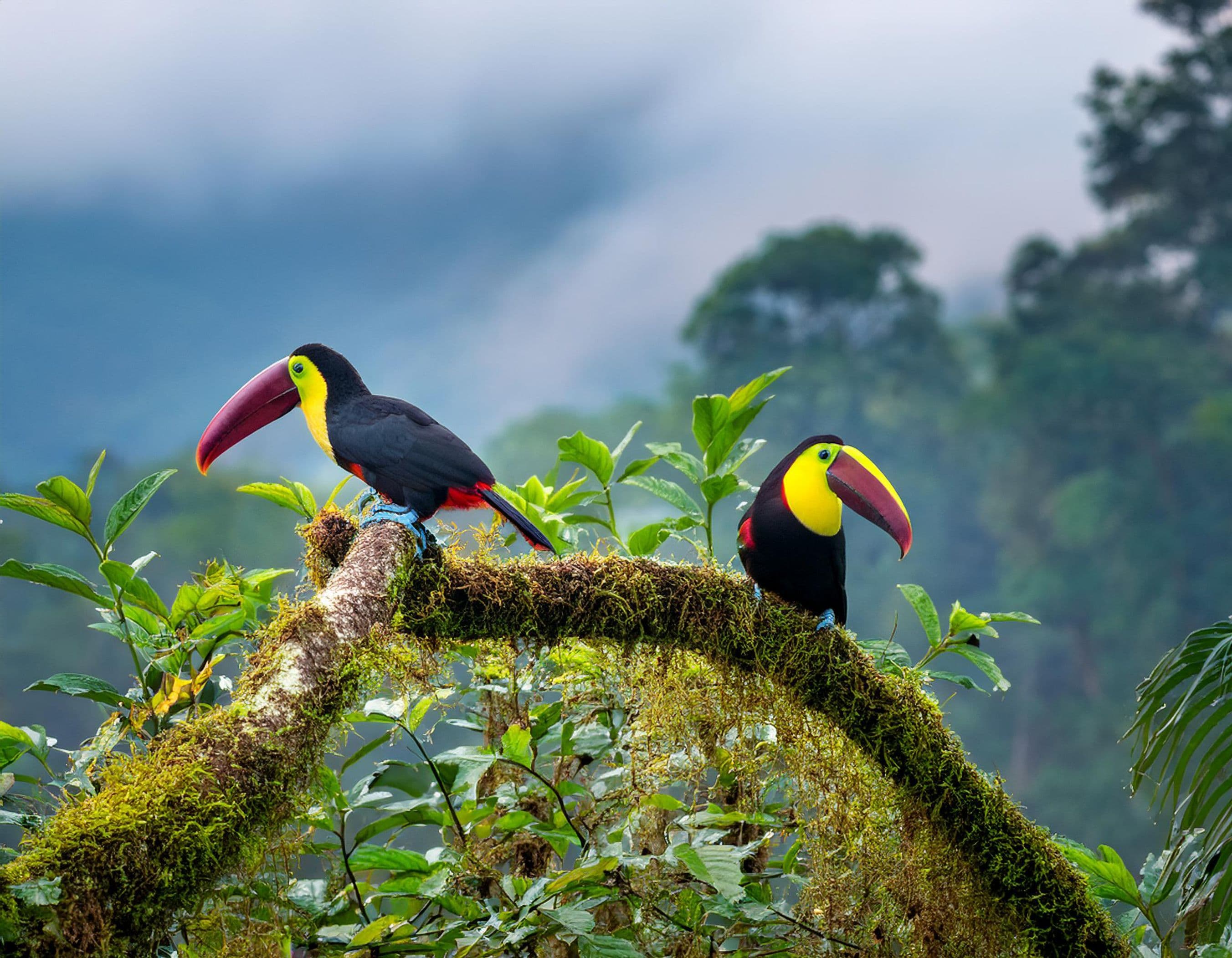 Costa Rica Tours From Kerala, the Greenest Little Country on Earth