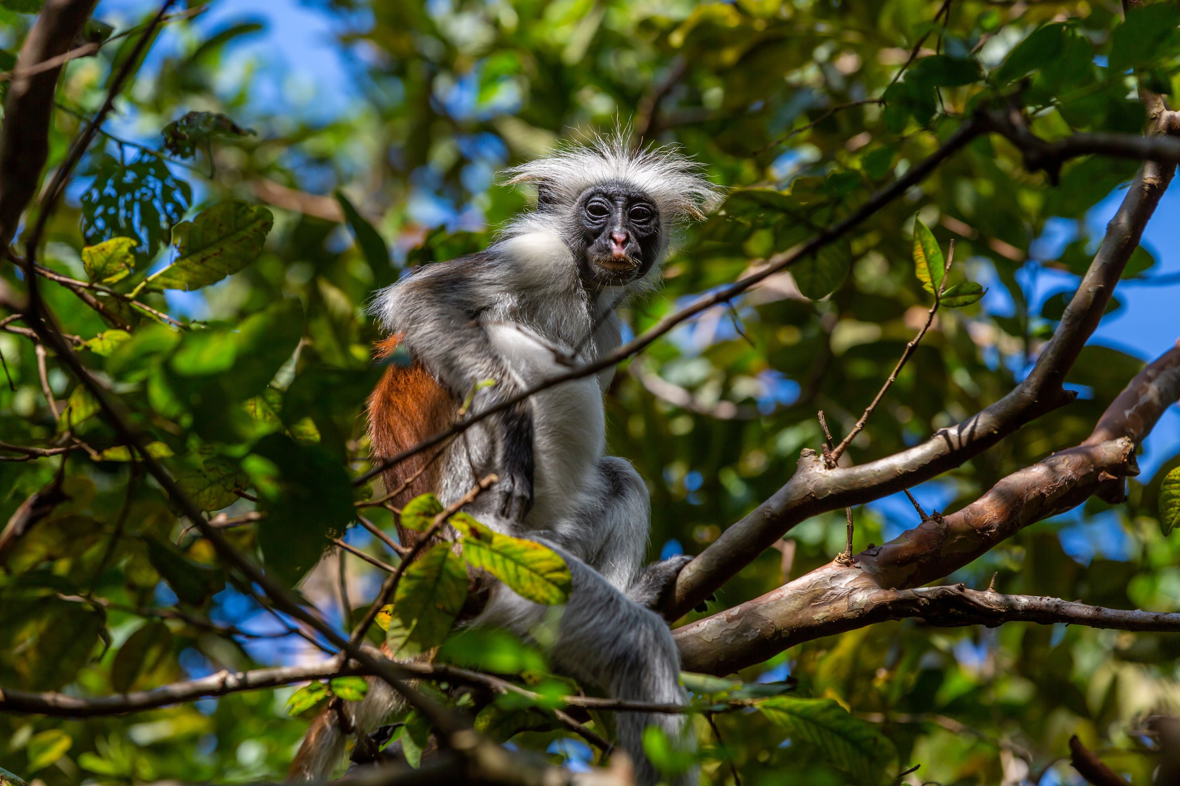 Lemurs by Day, Everything Else After Dark