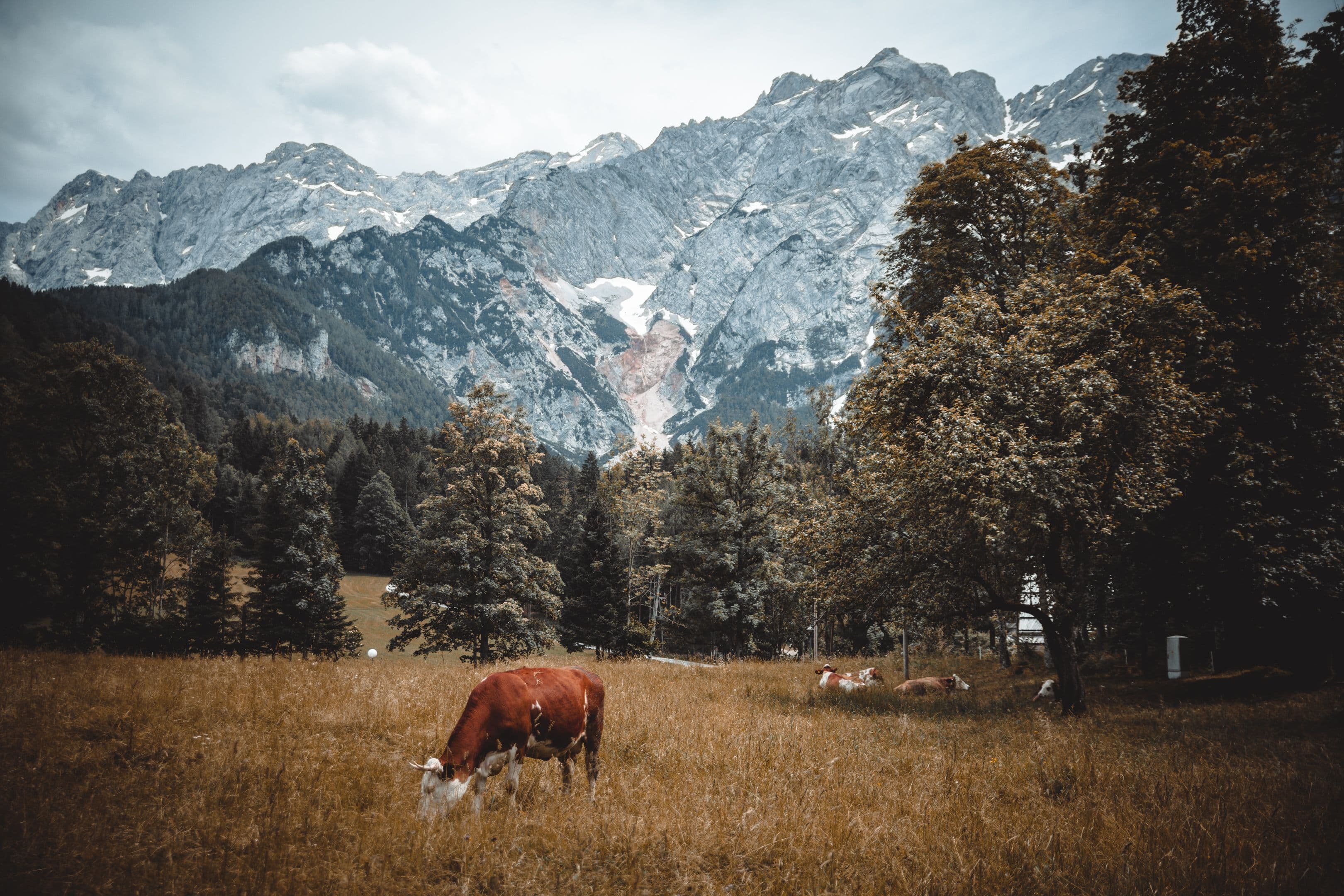 The Carpathian Wild