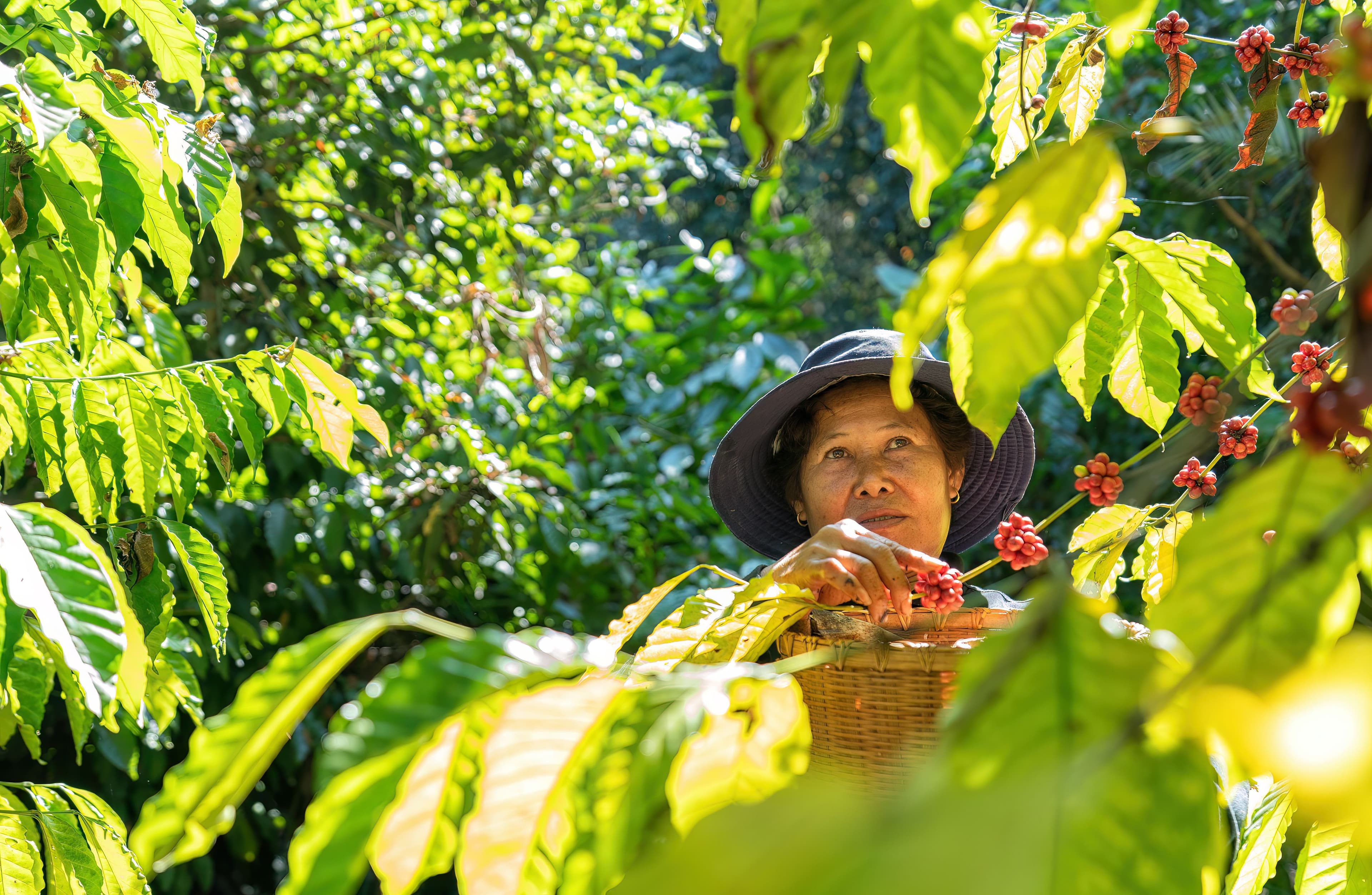 The Coffee Region