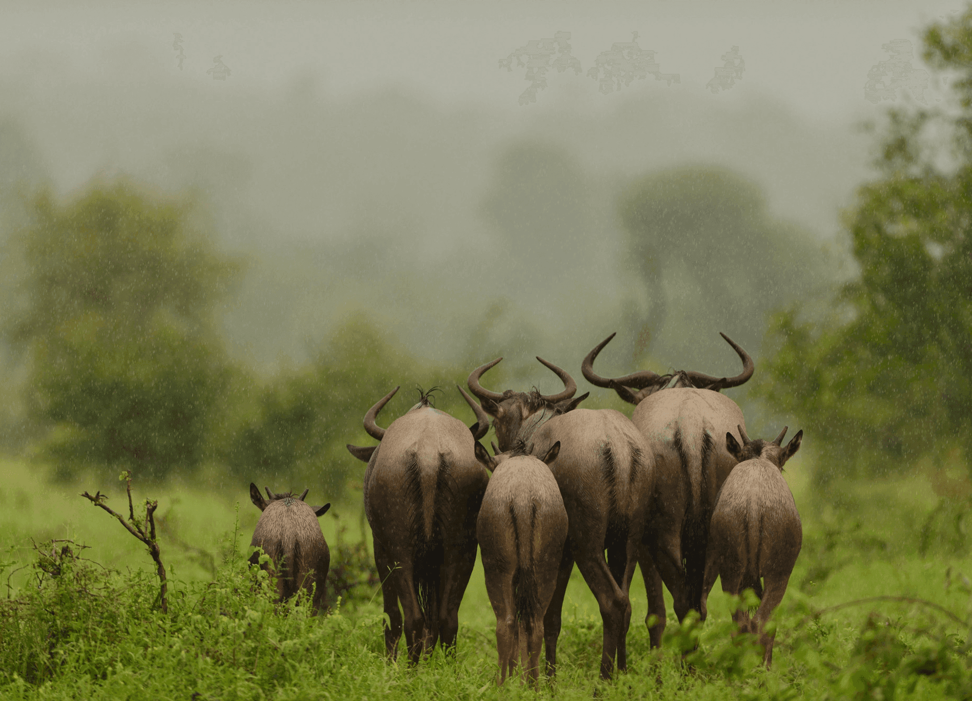 Kenya Safari From Kochi, Where a Million Hooves Cross the Mara